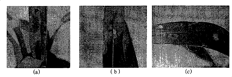 Method for rapidly detecting impatiens necrotic spot virus from oncidium