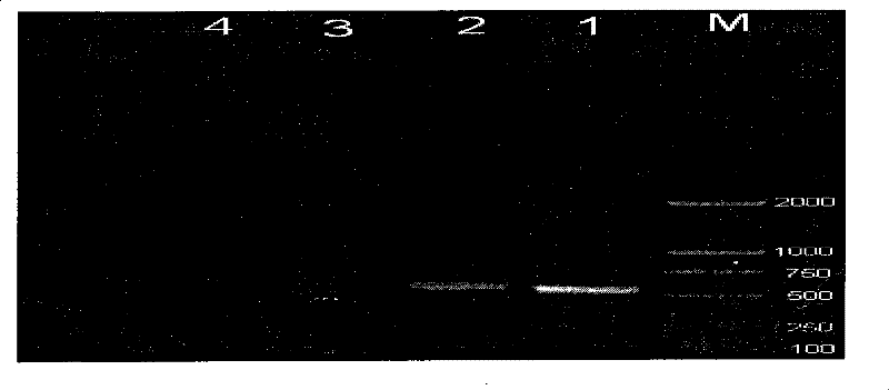 Method for rapidly detecting impatiens necrotic spot virus from oncidium