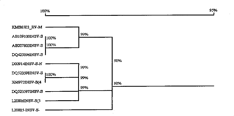 Method for rapidly detecting impatiens necrotic spot virus from oncidium