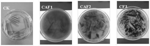 Talaromycesveerkampii strain for degrading cellulose and adsorbing cadmium and application of strain