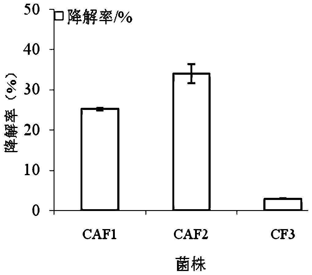 Talaromycesveerkampii strain for degrading cellulose and adsorbing cadmium and application of strain