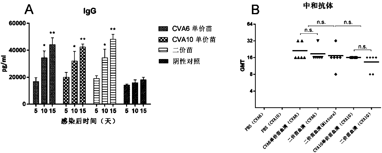 A high-tilter coxsackievirus A10 domesticated strain and applications thereof