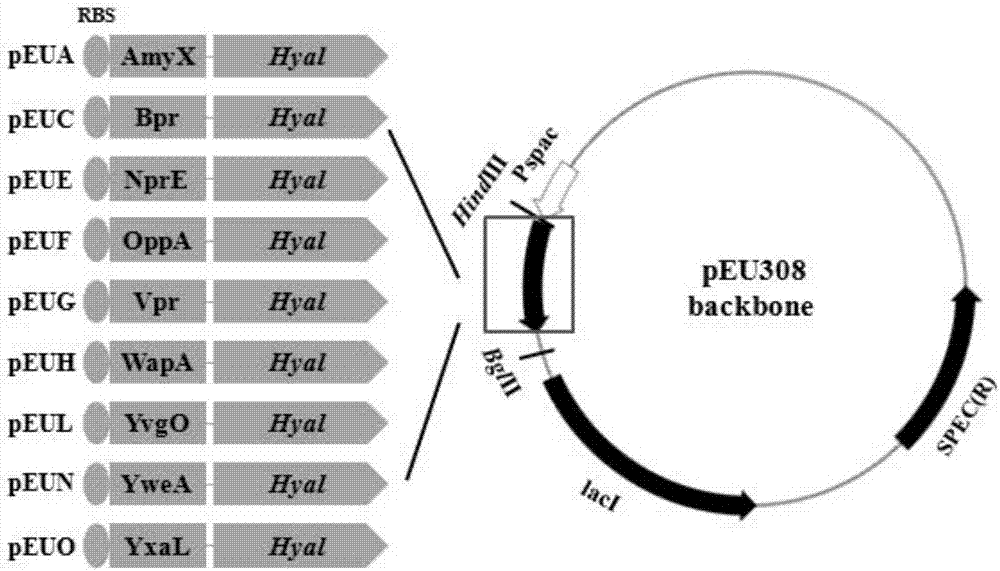 Recombinant Streptococcus zooepidemicus for fermentation of micromolecule hyaluronic acid