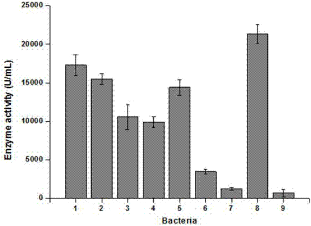 Recombinant Streptococcus zooepidemicus for fermentation of micromolecule hyaluronic acid