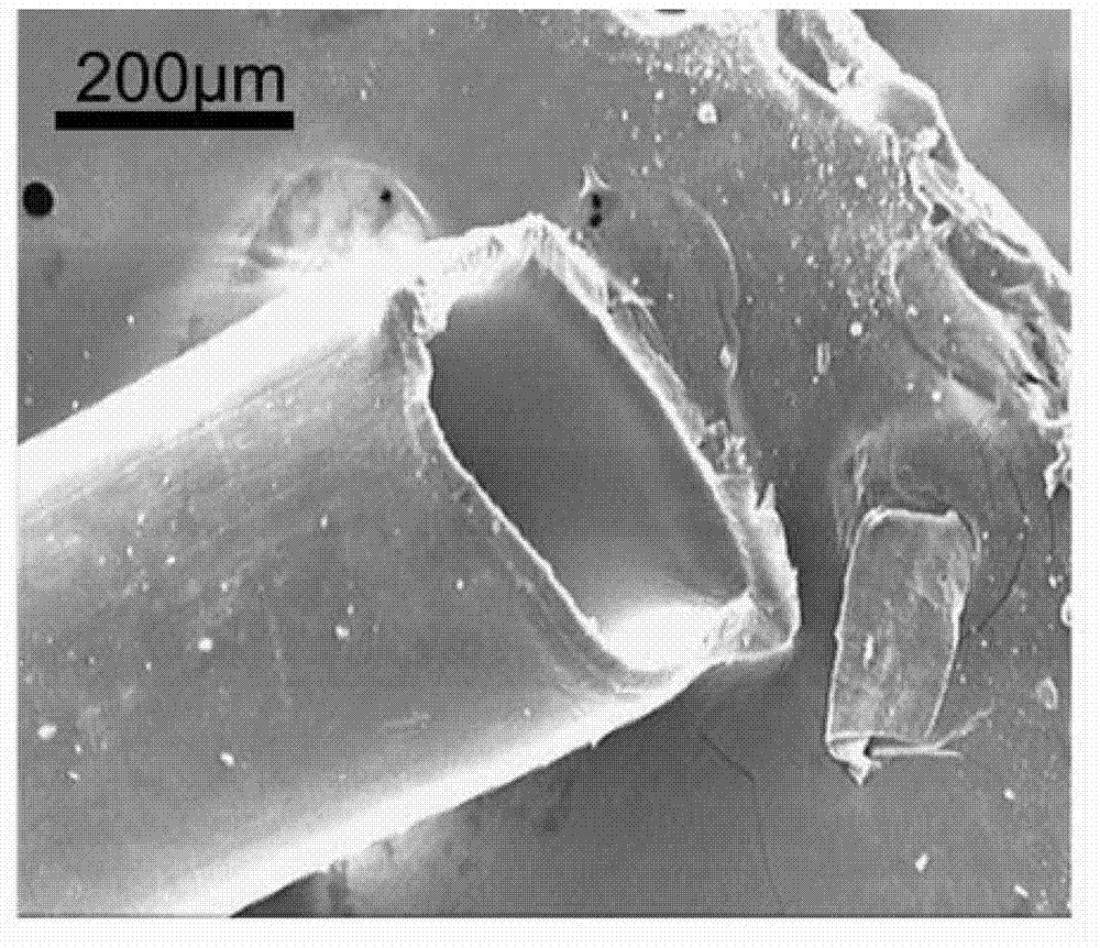 Method for screening triglyceride enzyme inhibitor from plant extract