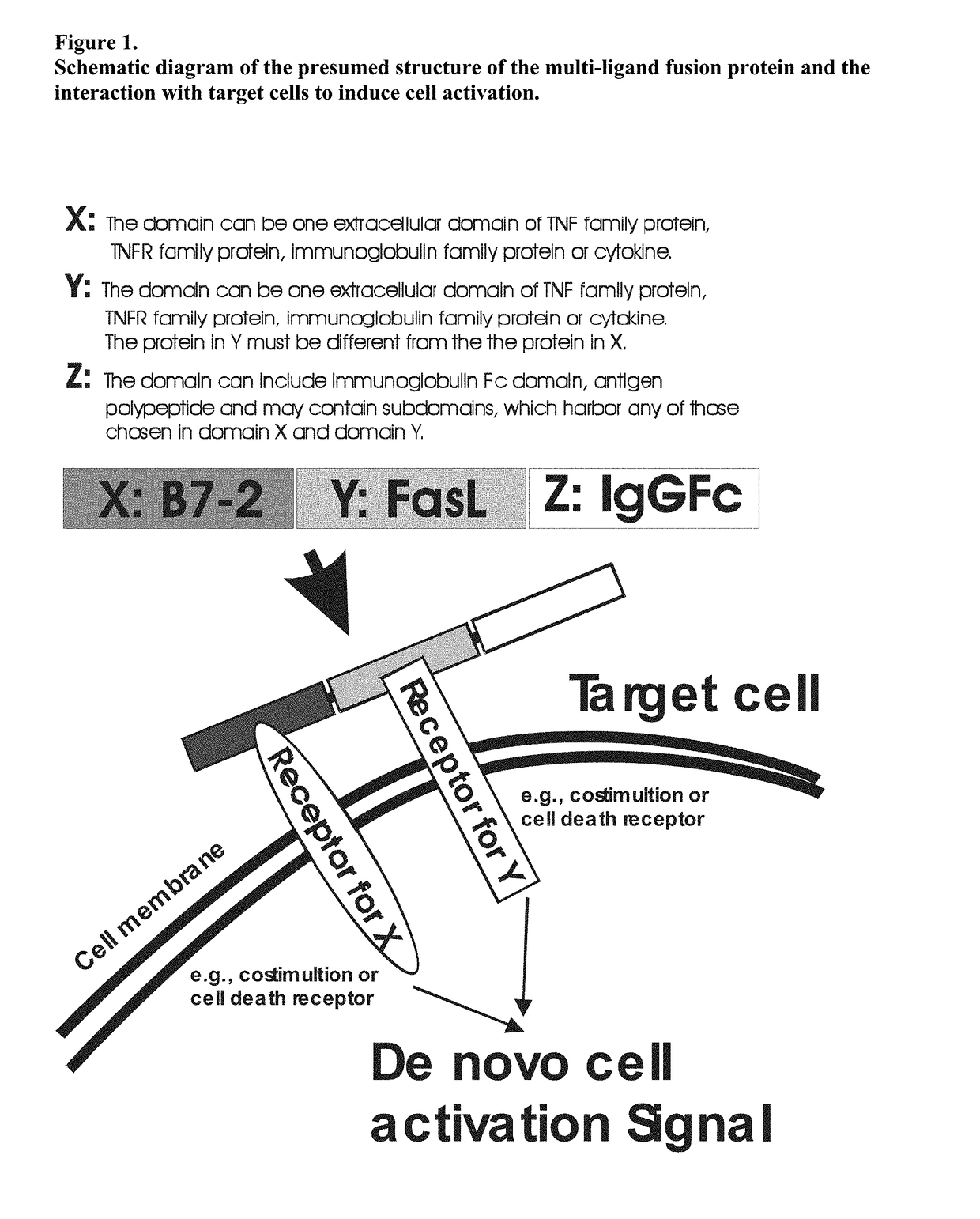 Recombinant multiple domain fusion protein mitogens and use thereof for inducing enhancement or repression of antigen-specific immunity.