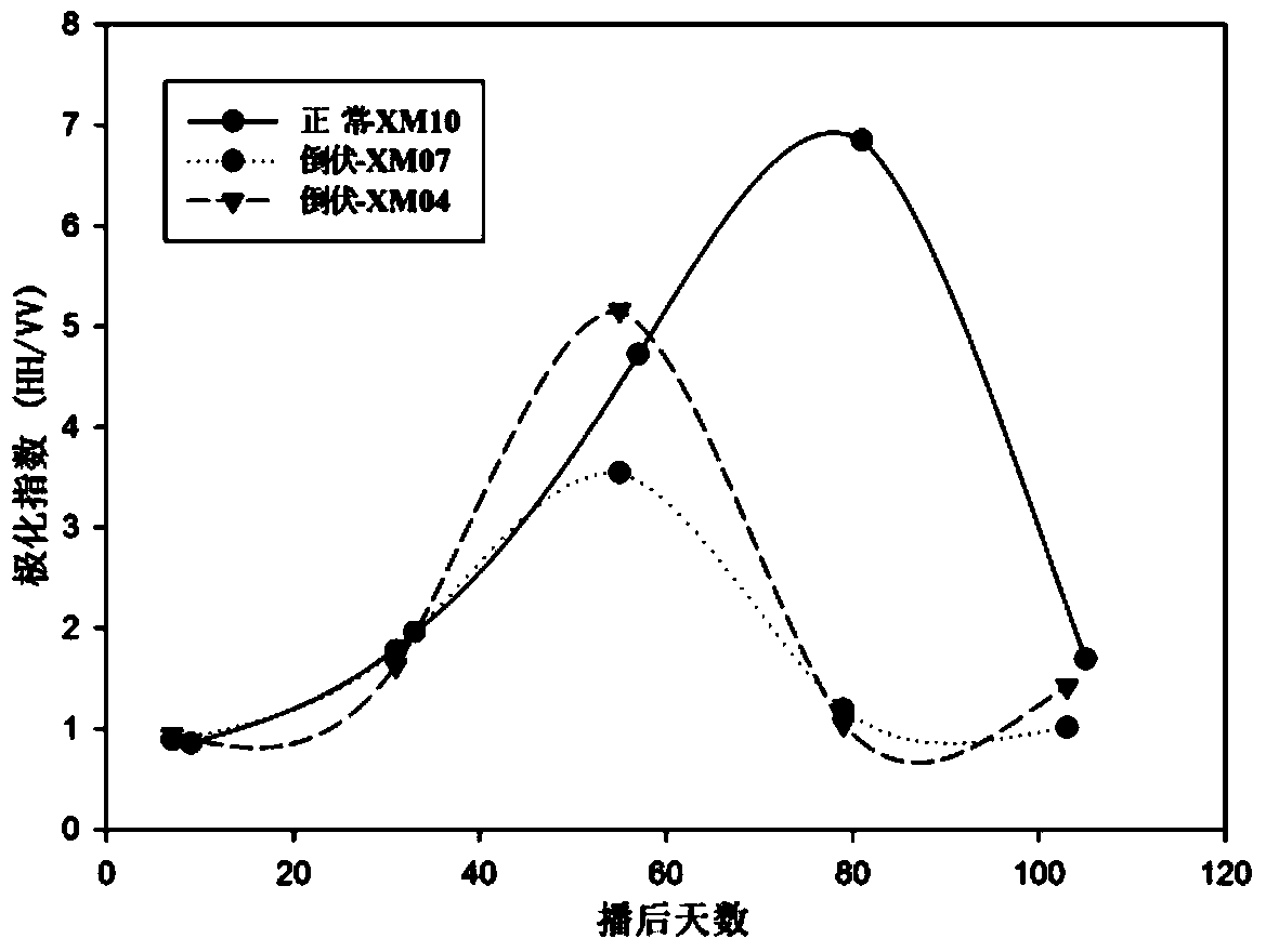 Device and method of using radar remote sensing data for monitoring wheat lodging