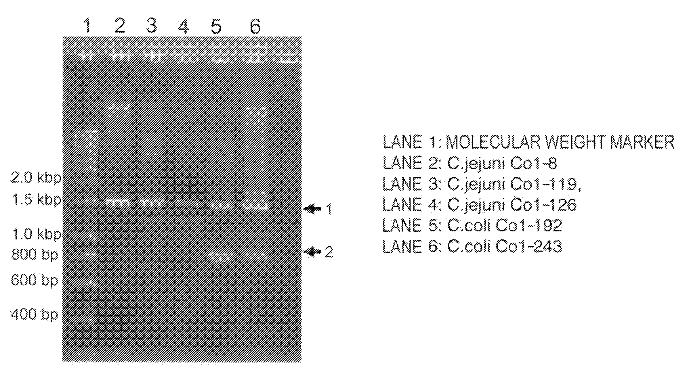 Cytolethal distending toxins and detection of campylobacter bacteria using the same as a target