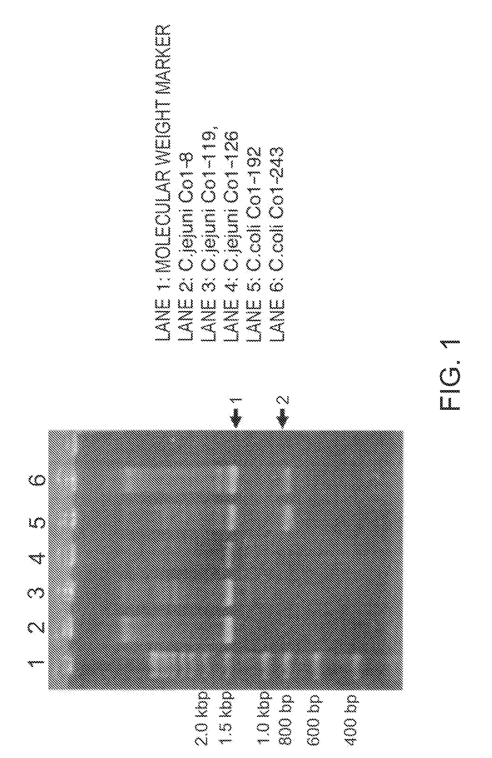 Cytolethal distending toxins and detection of campylobacter bacteria using the same as a target