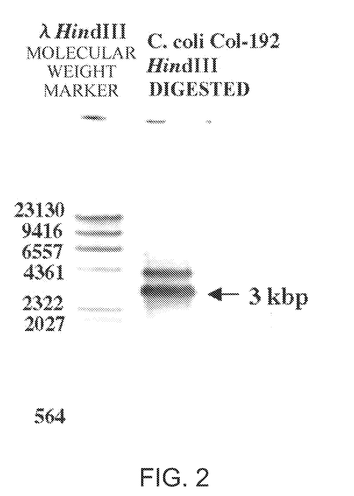 Cytolethal distending toxins and detection of campylobacter bacteria using the same as a target