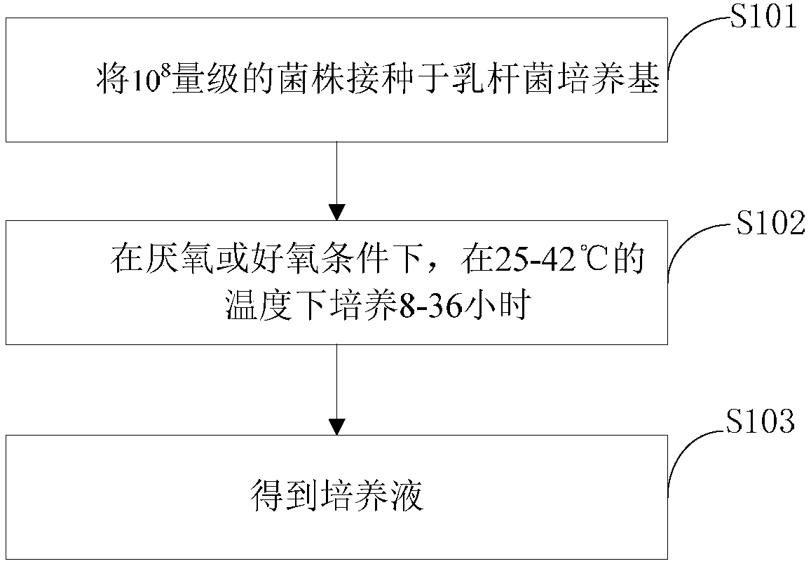 Lactobacillus paracasei and preparation method thereof