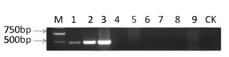 Detection primers and molecule detection method for pathogenic fungi of austral puccinia sorghi