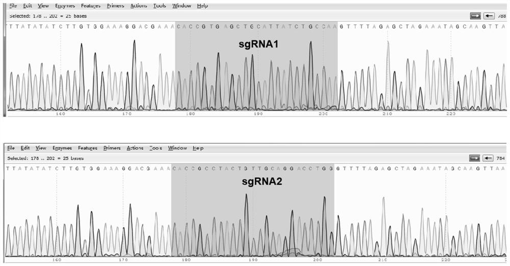 Construction of RIPLET knockout cell line and application of RIPLET knockout cell line as picornaviridae virus vaccine production cell line