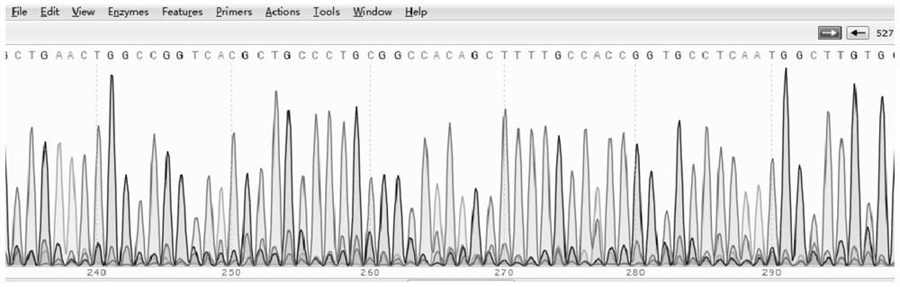 Construction of RIPLET knockout cell line and application of RIPLET knockout cell line as picornaviridae virus vaccine production cell line