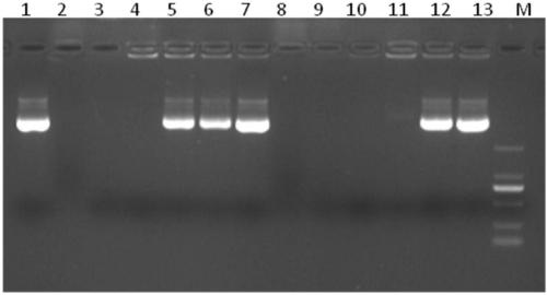 Application of cationic polyvinylamine linear macromolecules as transgenic vector