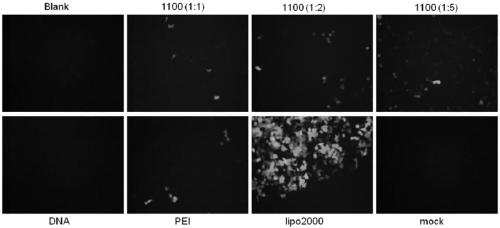 Application of cationic polyvinylamine linear macromolecules as transgenic vector