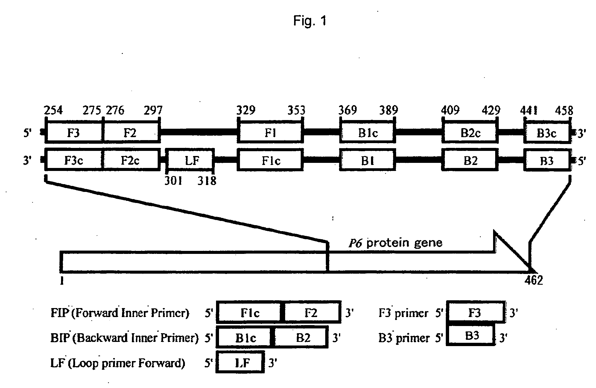 Method of detecting influenza bacillus, primer set for detection of influenza bacillus and kit for detection of influenza bacillus