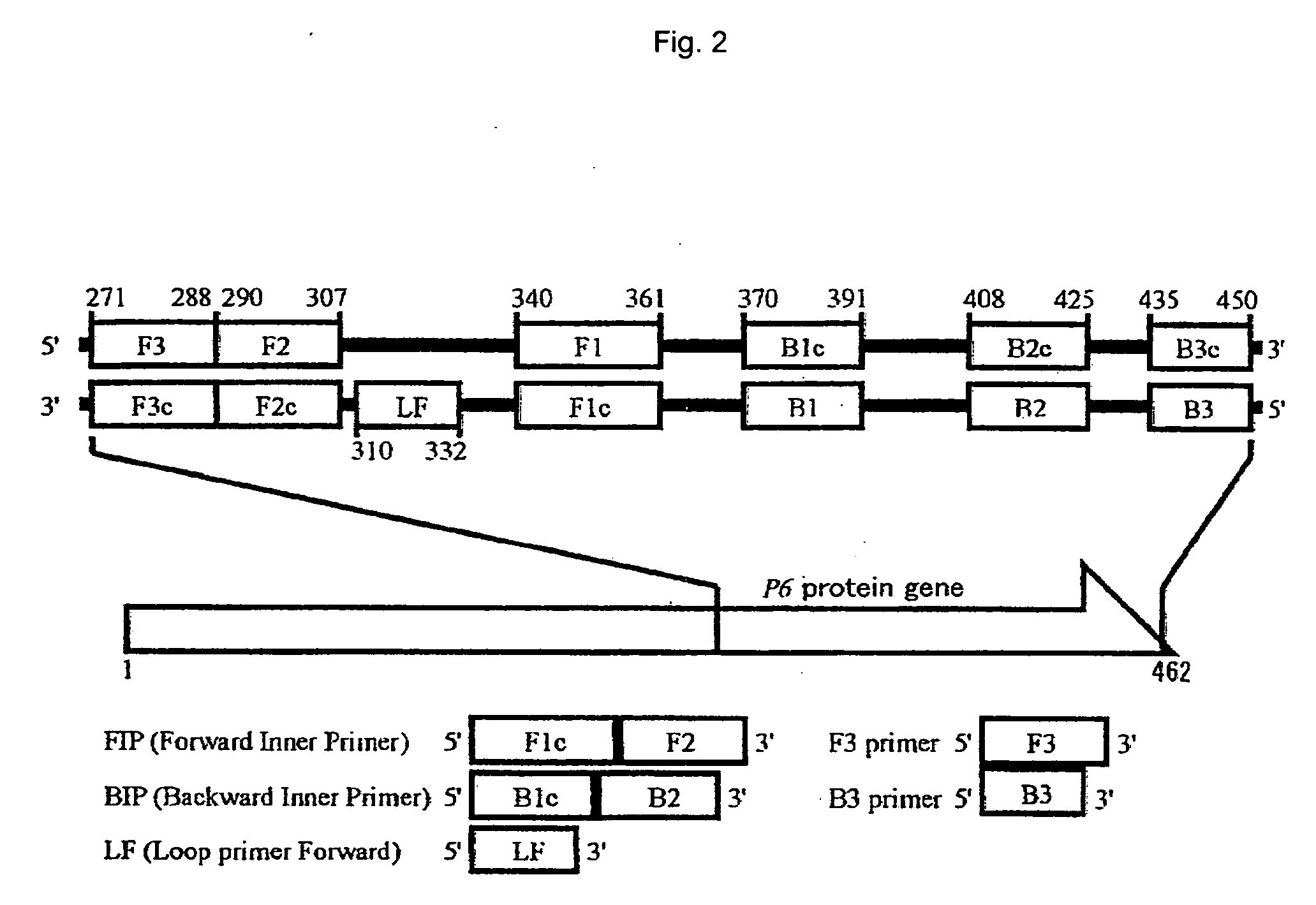 Method of detecting influenza bacillus, primer set for detection of influenza bacillus and kit for detection of influenza bacillus