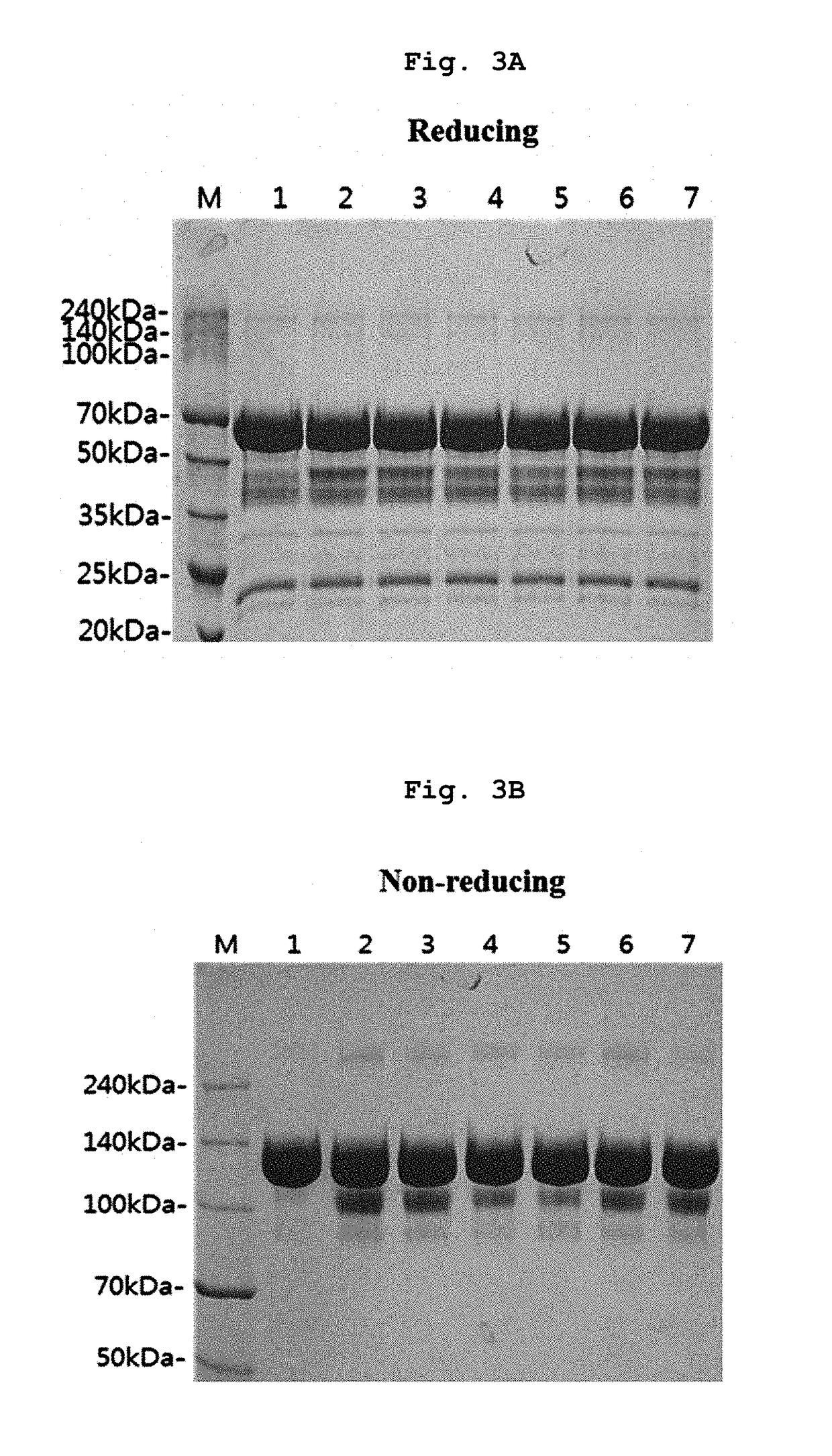 Stable liquid formulation of fusion protein with IgG Fc domain