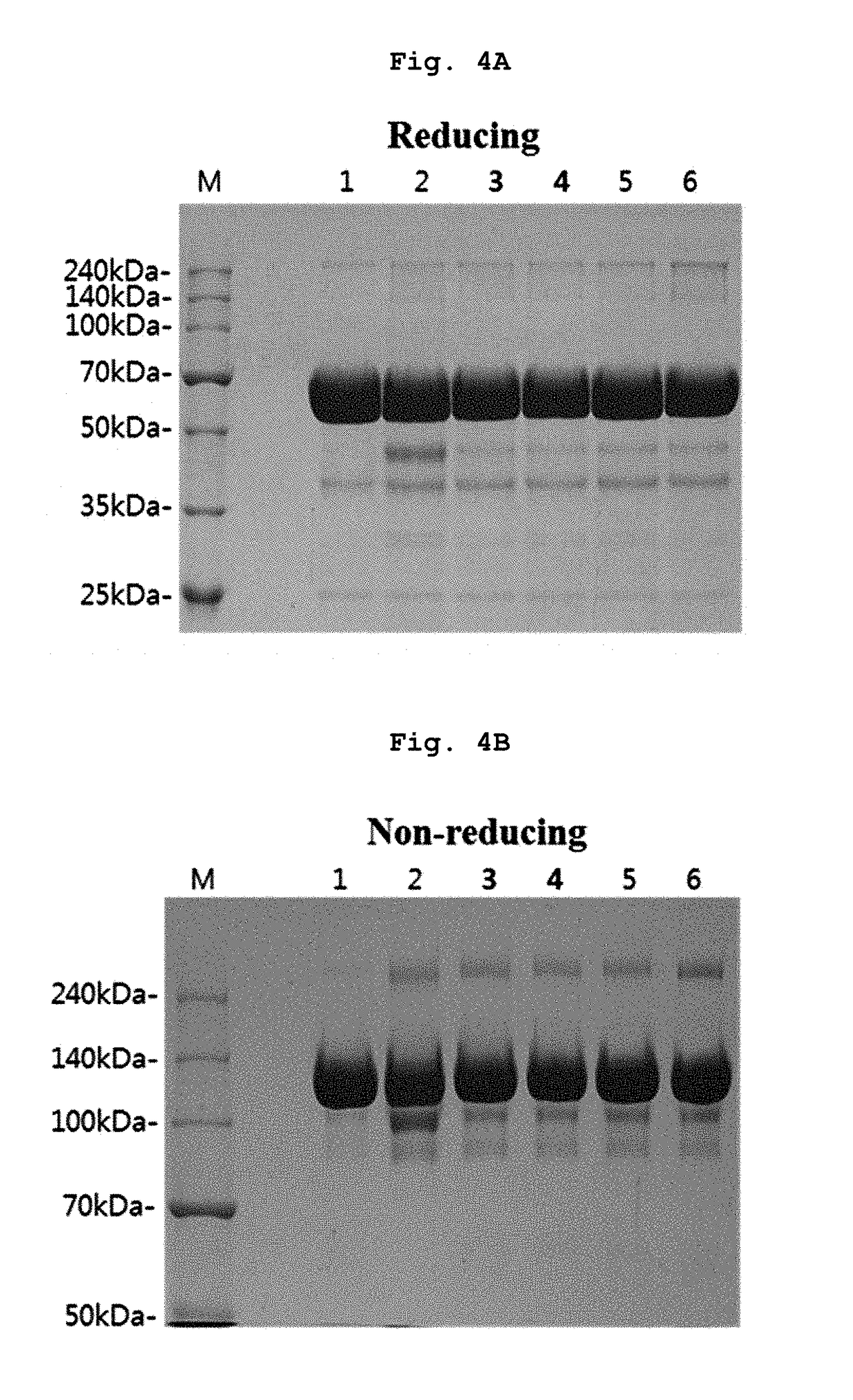 Stable liquid formulation of fusion protein with IgG Fc domain