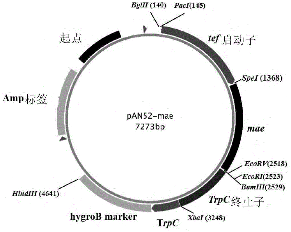 New binary organic acid production strain, preparation and applications thereof