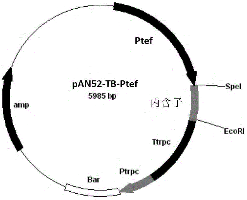 New binary organic acid production strain, preparation and applications thereof