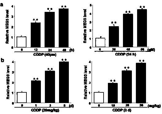 Cis-dischlorodiammine-platinum class drug side effect inhibition or treatment target