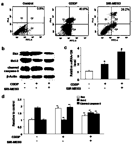 Cis-dischlorodiammine-platinum class drug side effect inhibition or treatment target