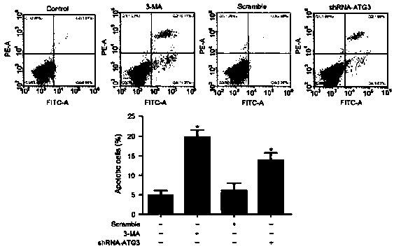 Cis-dischlorodiammine-platinum class drug side effect inhibition or treatment target