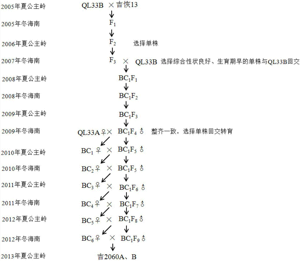 Method used for seed selection of sorghum sterile lines