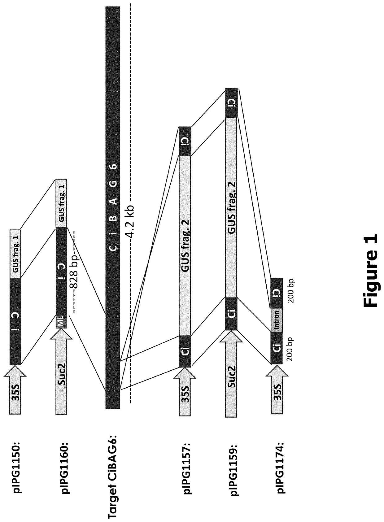 Methods and compositions for preventing or reducing infections of crop plants by bacterial and fungal pathogens