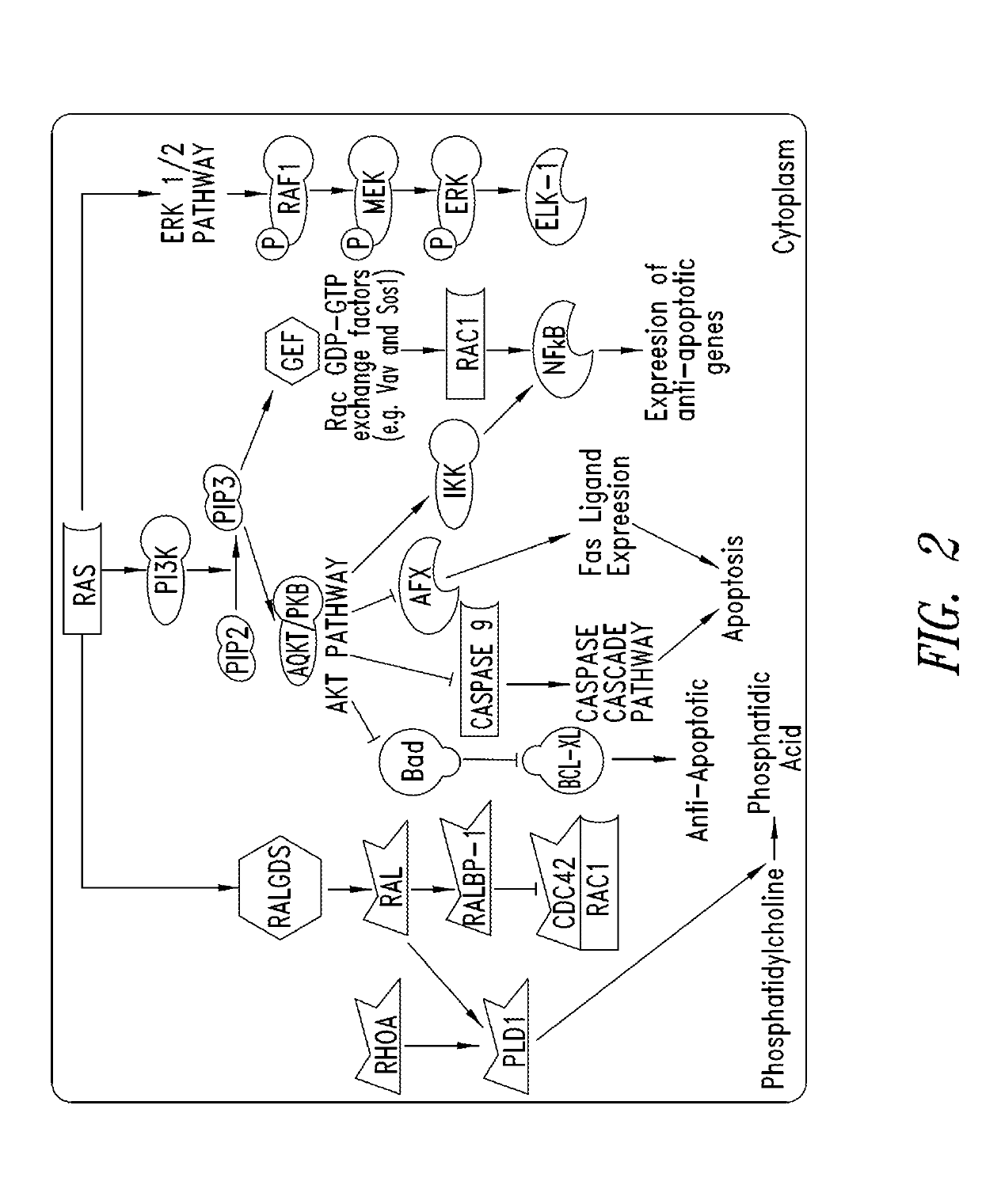 Inhibitors of kras g12c mutant proteins