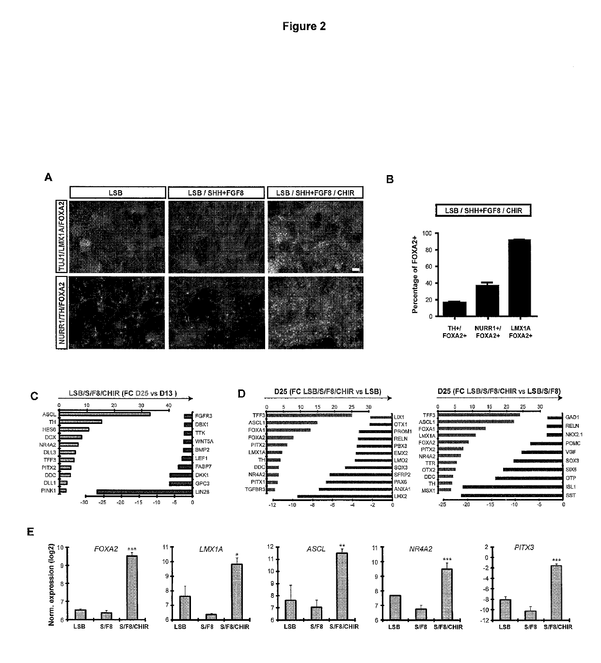 Midbrain dopamine (DA) neurons for engraftment