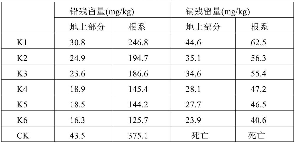 Mycorrhizal inoculant and preparation method thereof