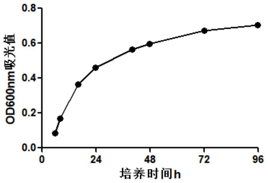 Akkermansia muciniphila and application thereof to preparation of antitumor drug