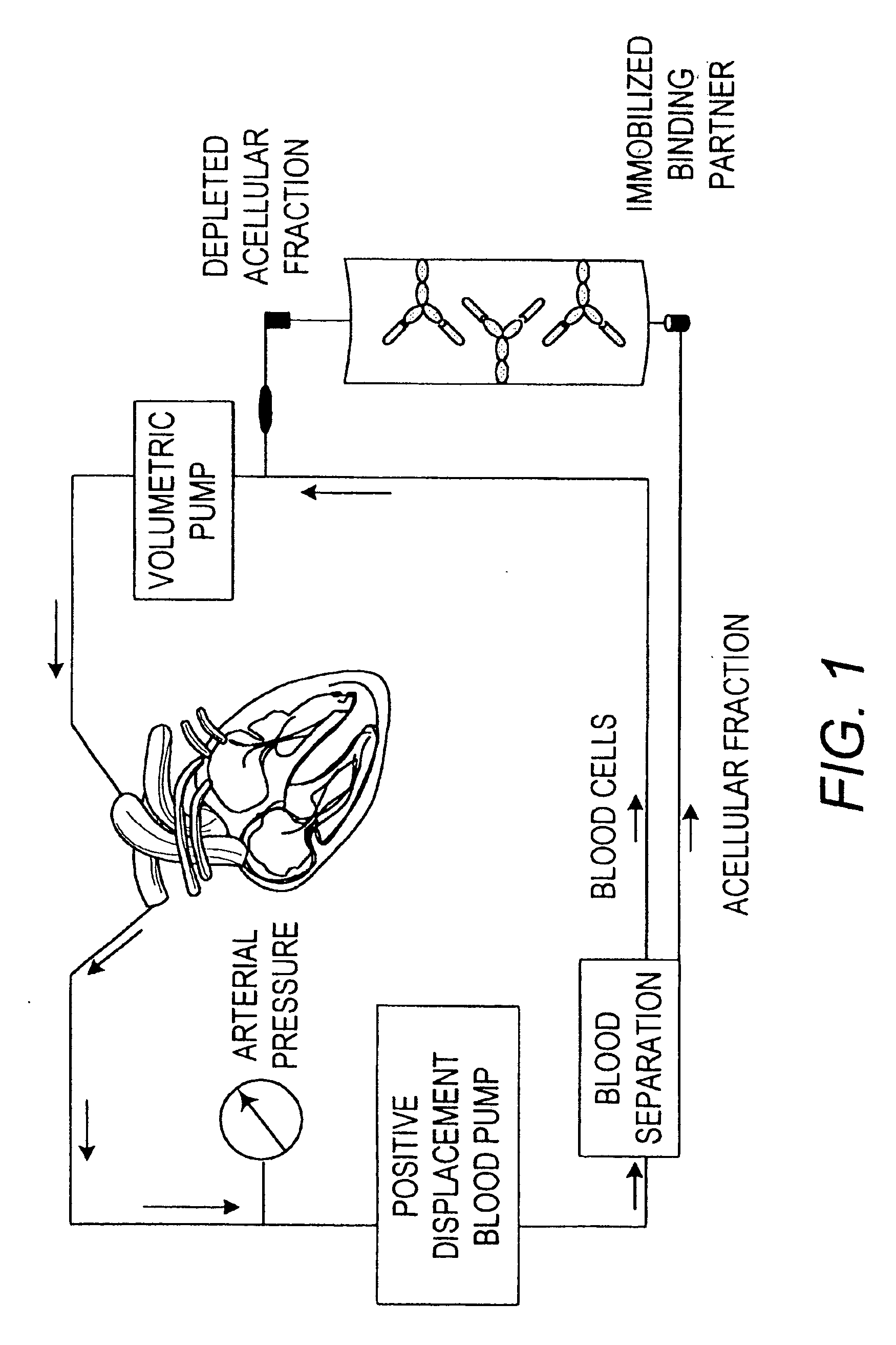 Method for enhancing immune responses in mammals