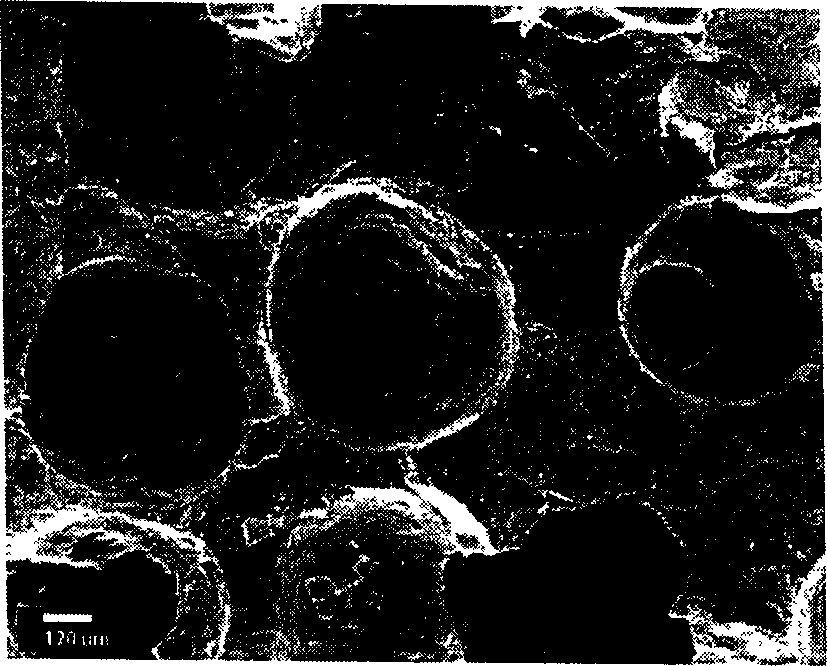 Preparation method of beta-TCP/11A composite biological material