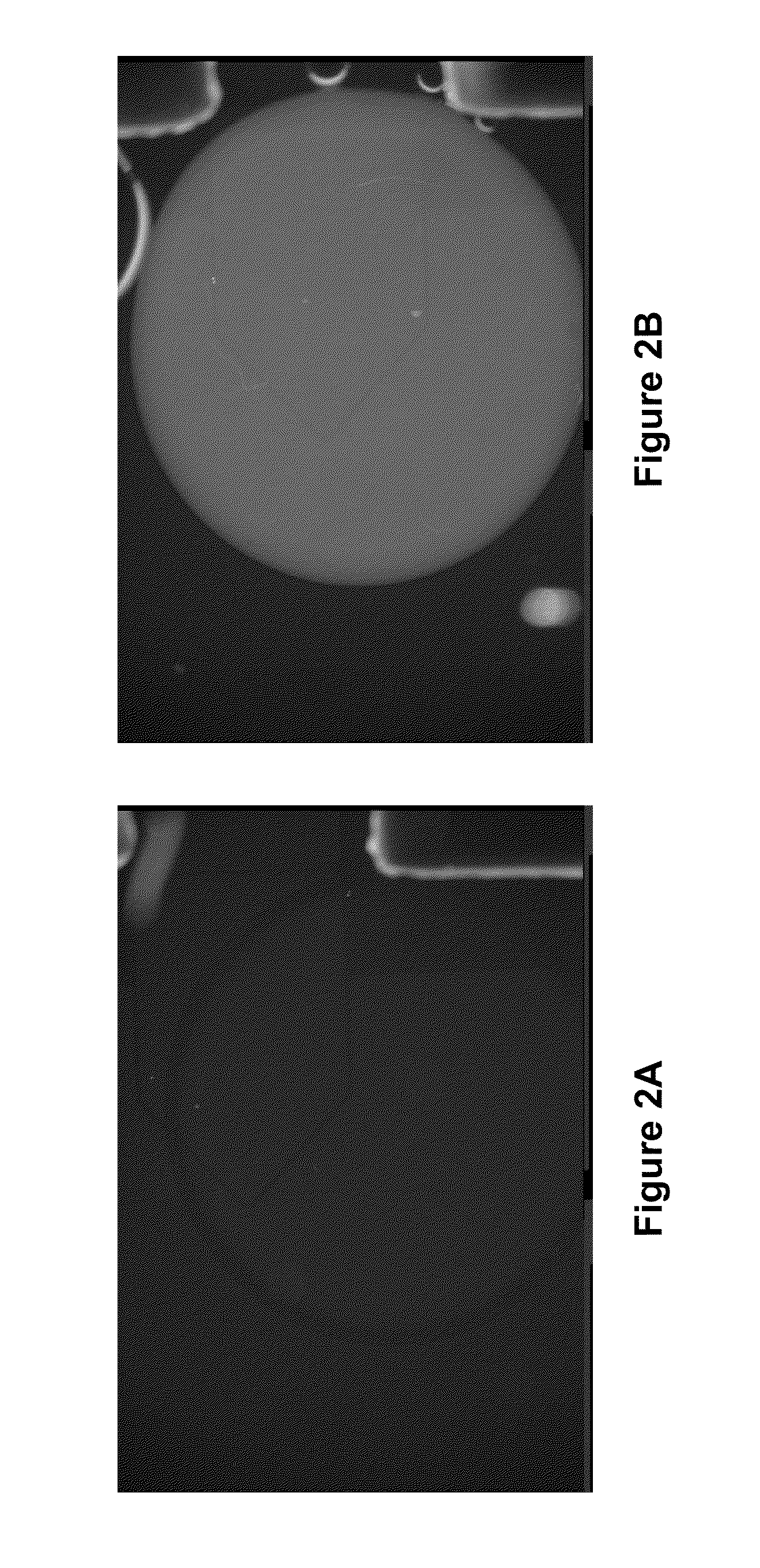 Enzymatic Assays for a Droplet Actuator