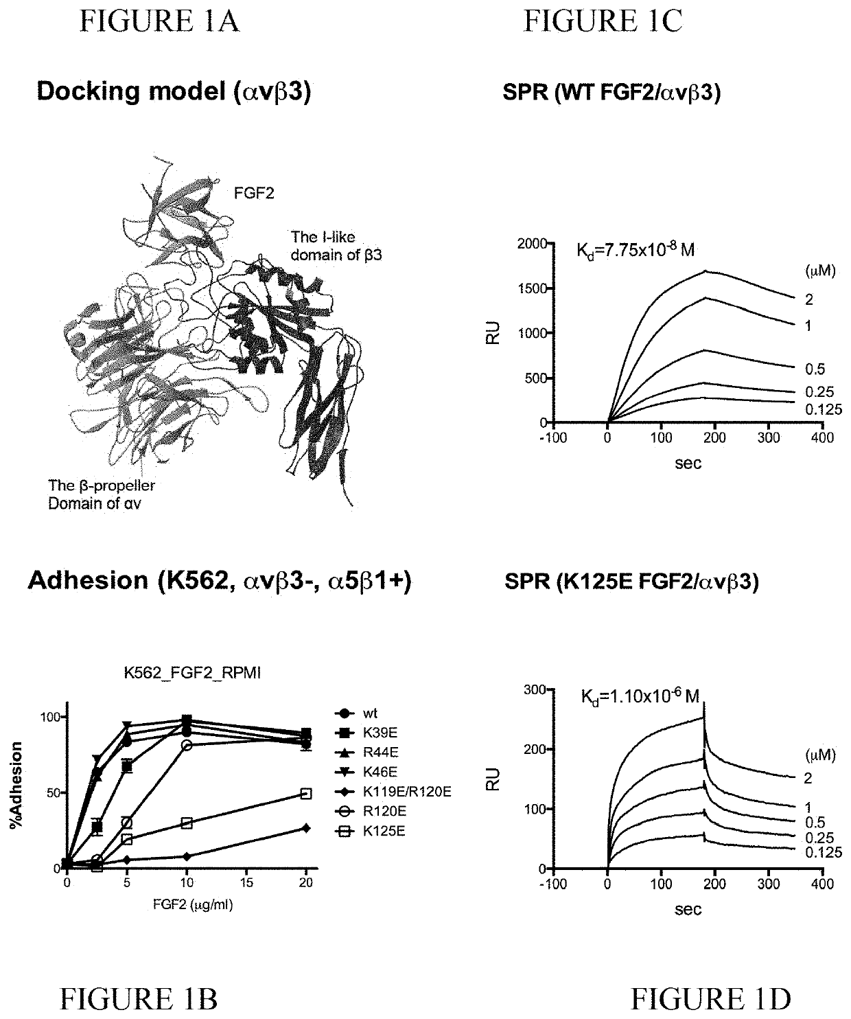 Dominant-negative FGF2 antagonists