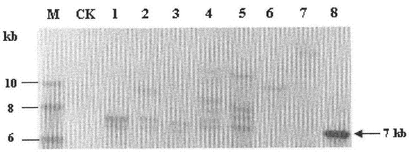 Penicillium decumbens engineered strain containing over-expressed beta-glucosidase and application thereof