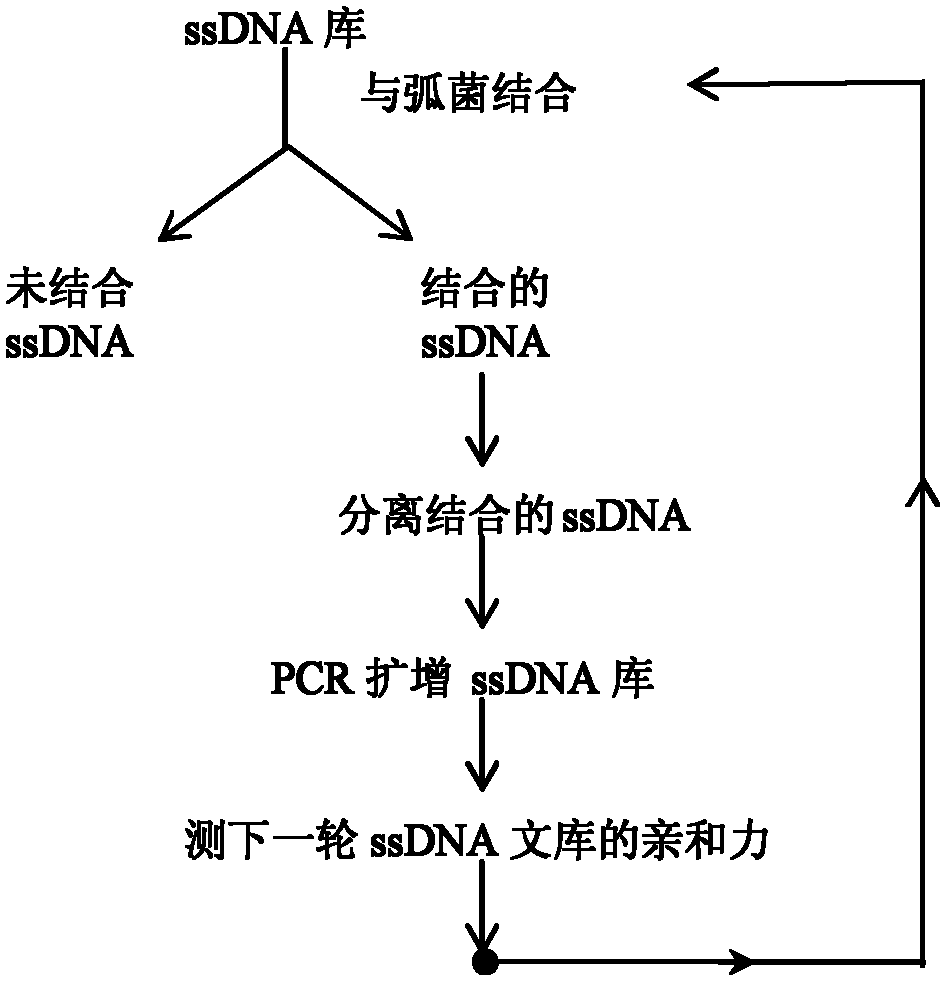 Three oligonucleotide sequences for identification and detection of vibrio alginolyticus as well as preparation method and application thereof