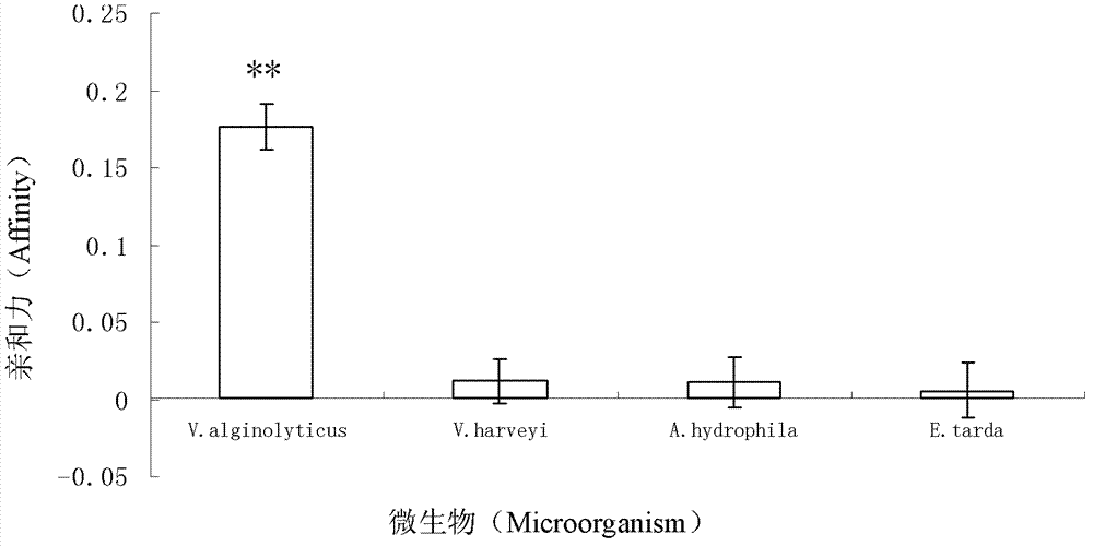 Three oligonucleotide sequences for identification and detection of vibrio alginolyticus as well as preparation method and application thereof