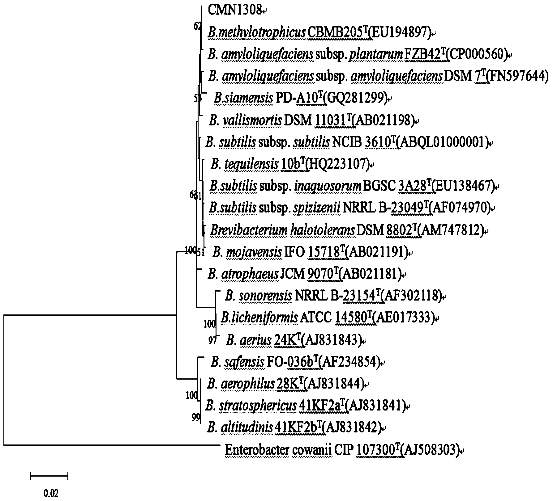 Microorganism derived from Chinese chestnuts and application thereof as well as microbial agent preparation method