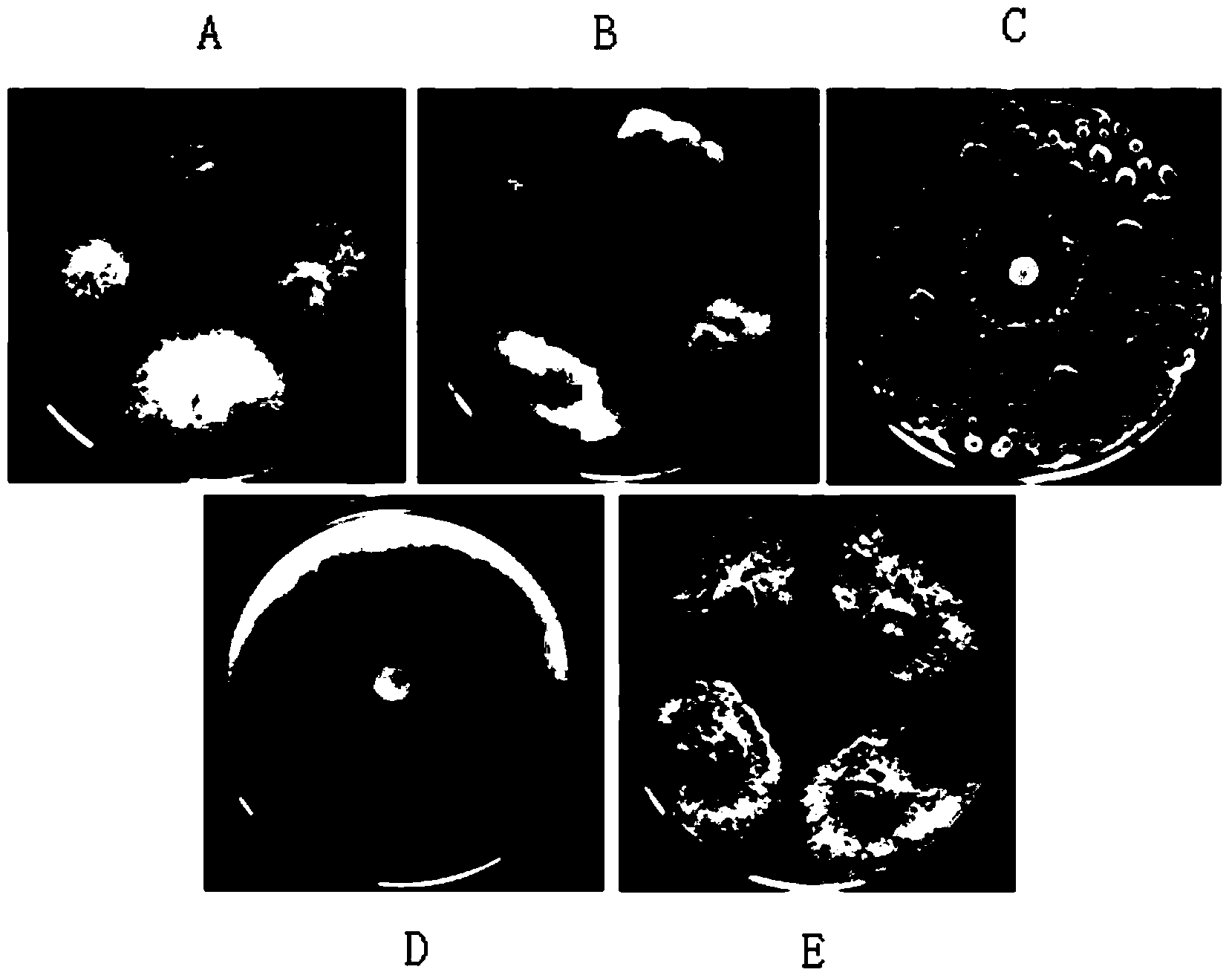 Microorganism derived from Chinese chestnuts and application thereof as well as microbial agent preparation method