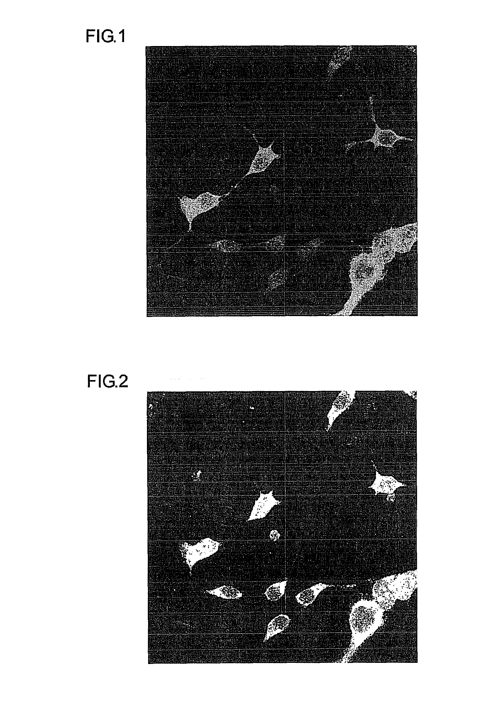 Neuronal differentiation-inducing peptide and use thereof