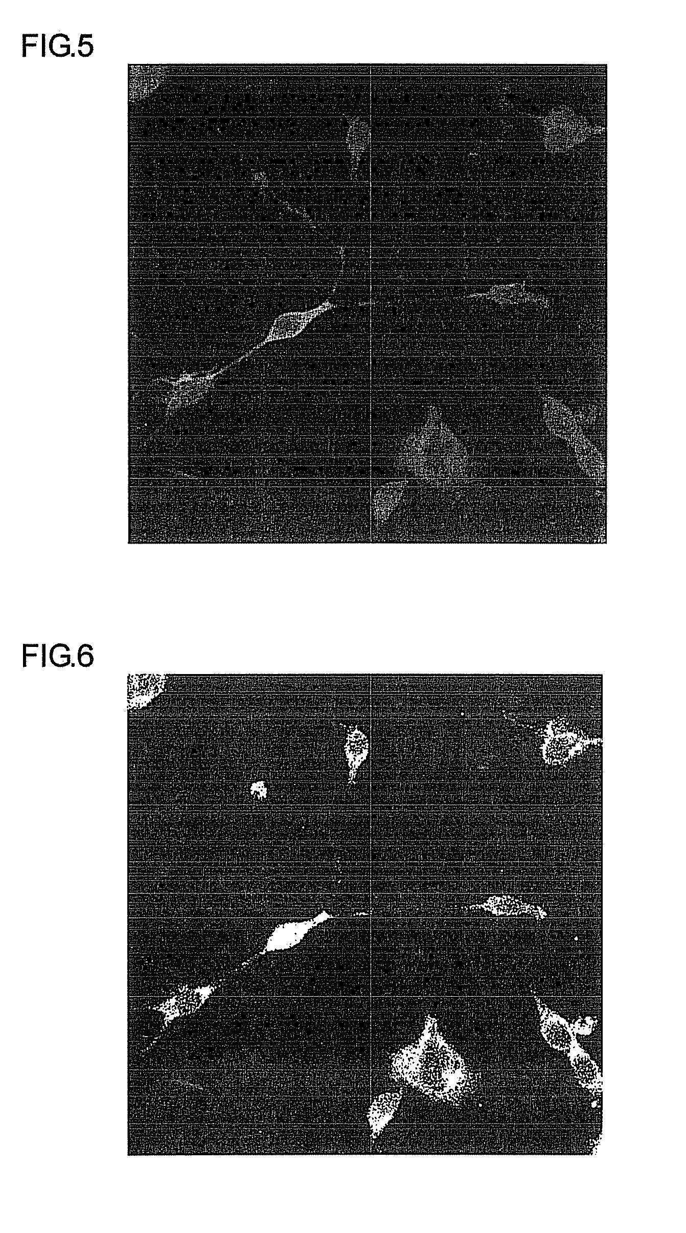 Neuronal differentiation-inducing peptide and use thereof