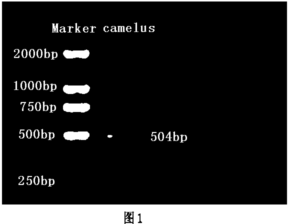 Bactrian camel lysozyme protein gene, recombinant protein and cloning method thereof