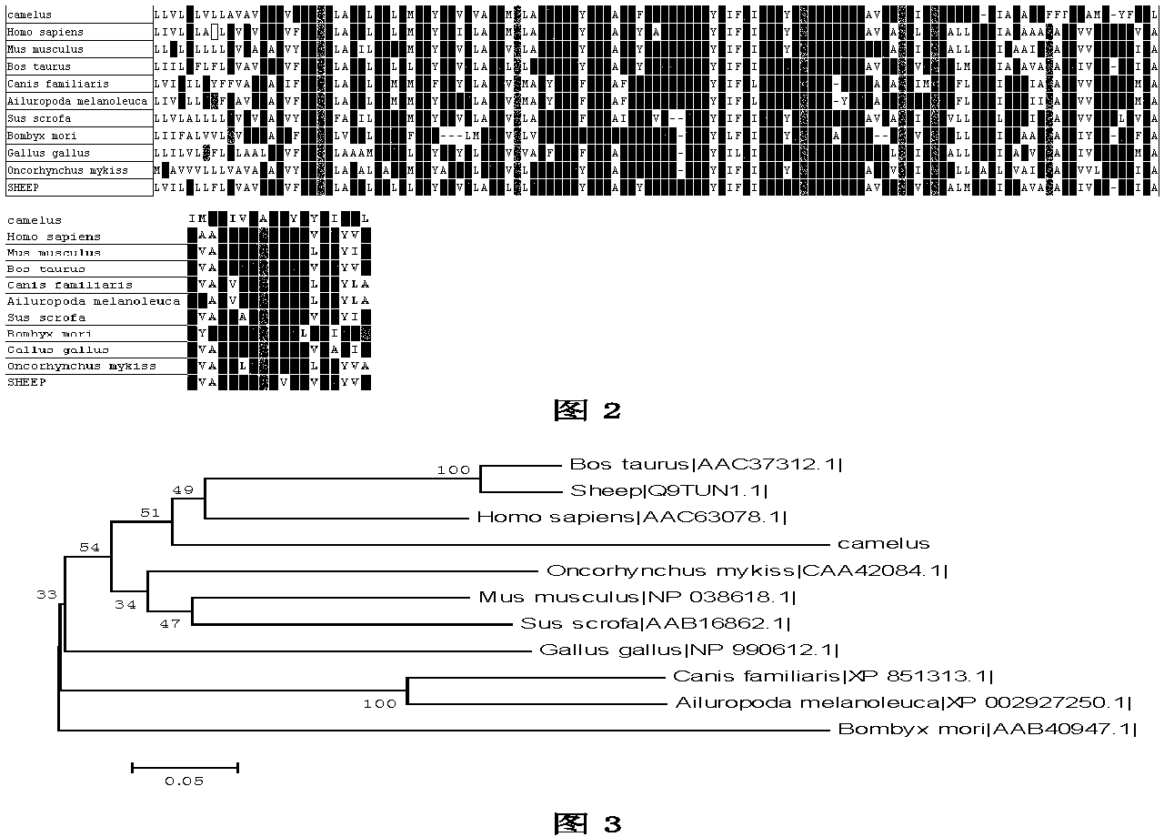 Bactrian camel lysozyme protein gene, recombinant protein and cloning method thereof