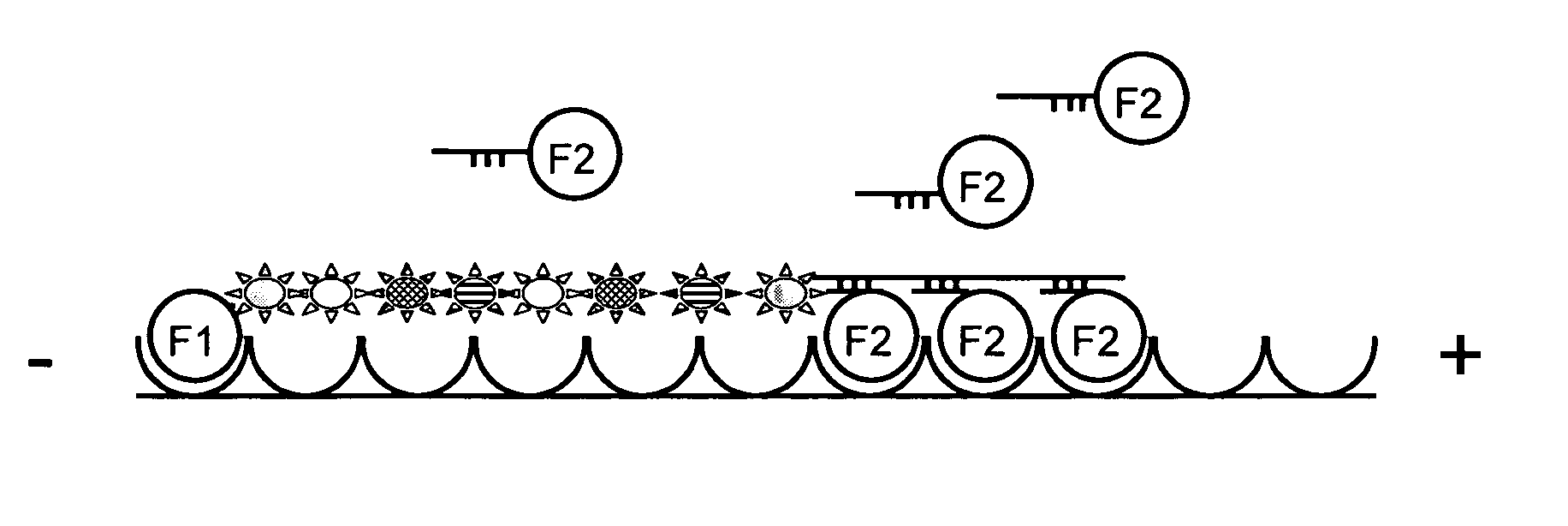 Compositions comprising oriented, immobilized macromolecules and methods for their preparation