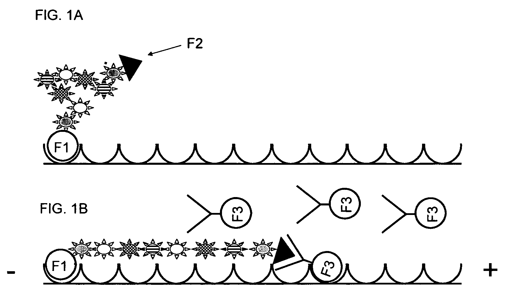 Compositions comprising oriented, immobilized macromolecules and methods for their preparation